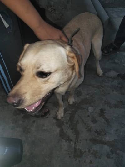 British Labrador