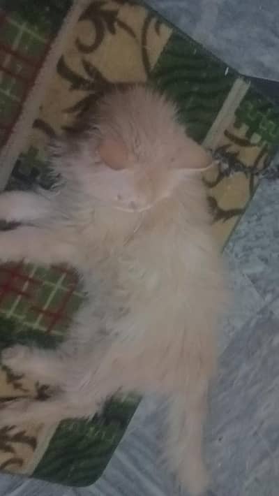 beautiful cat