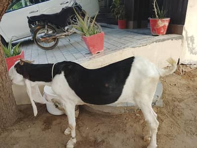 4 Daant and 2 Daant khassi Bakra for Qurbani