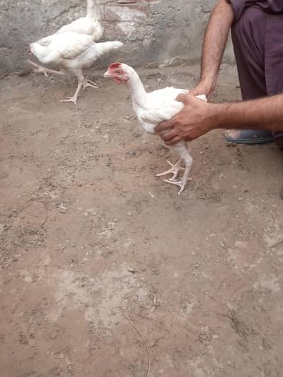white heera aseel