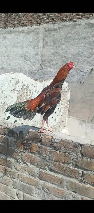 03181521525 Whatsapp