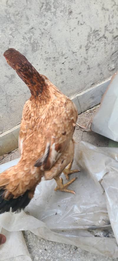 Mianwali aseel hens and chips