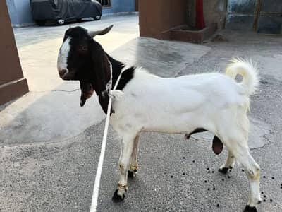 Bakra For Sale 2 Daant (03038660300)(03186350650)