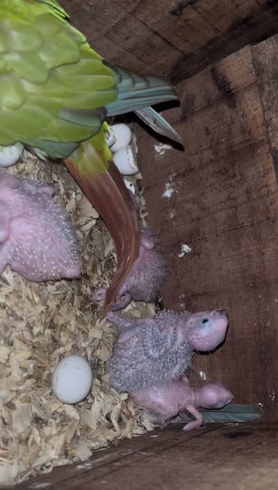 Pineapple conure and green chick baby for sale
