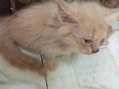 beautiful fluffy male cat female cat and their kittens
