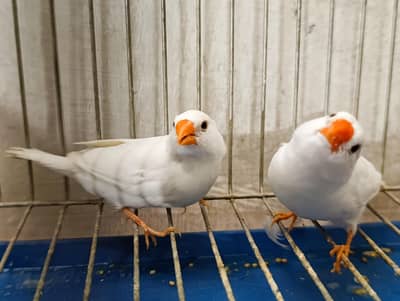 Zebra, Snow White Finch & Java Adult and Pathay  For Sale