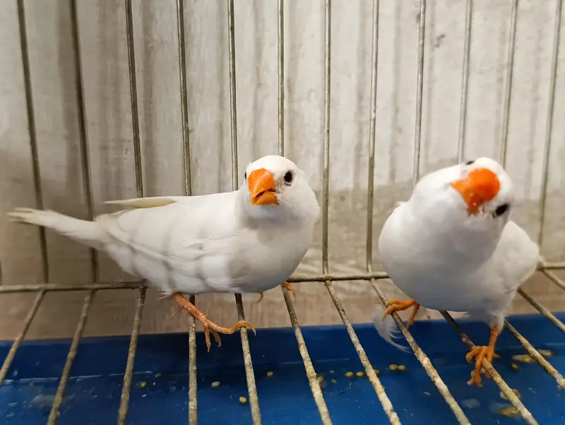 Zebra, Snow White Finch & Java Adult and Pathay  For Sale