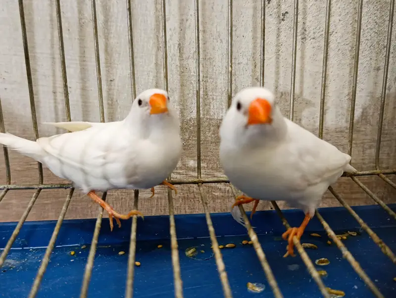 Zebra, Snow White Finch & Java Adult and Pathay  For Sale — photo 2
