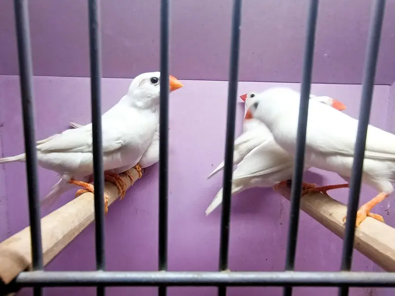 Zebra, Snow White Finch & Java Adult and Pathay  For Sale — photo 3