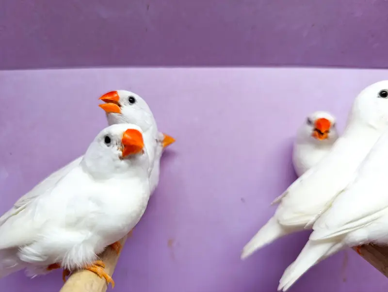 Zebra, Snow White Finch & Java Adult and Pathay  For Sale — photo 4