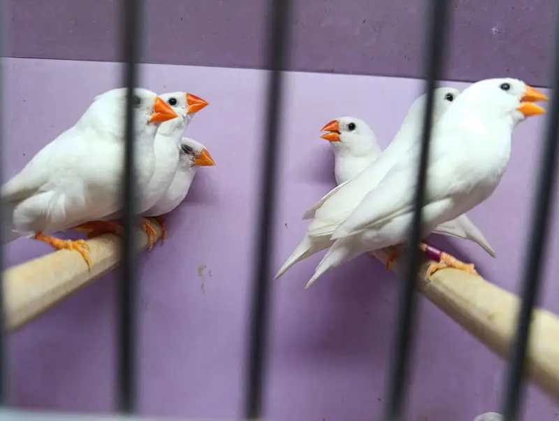 Zebra, Snow White Finch & Java Adult and Pathay  For Sale — photo 5