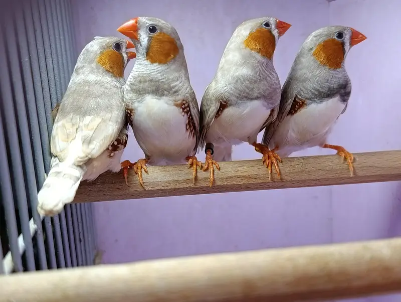 Zebra, Snow White Finch & Java Adult and Pathay  For Sale — photo 6