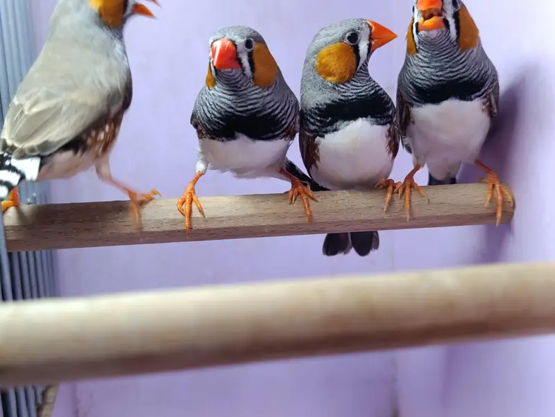 Zebra, Snow White Finch & Java Adult and Pathay  For Sale — photo 7