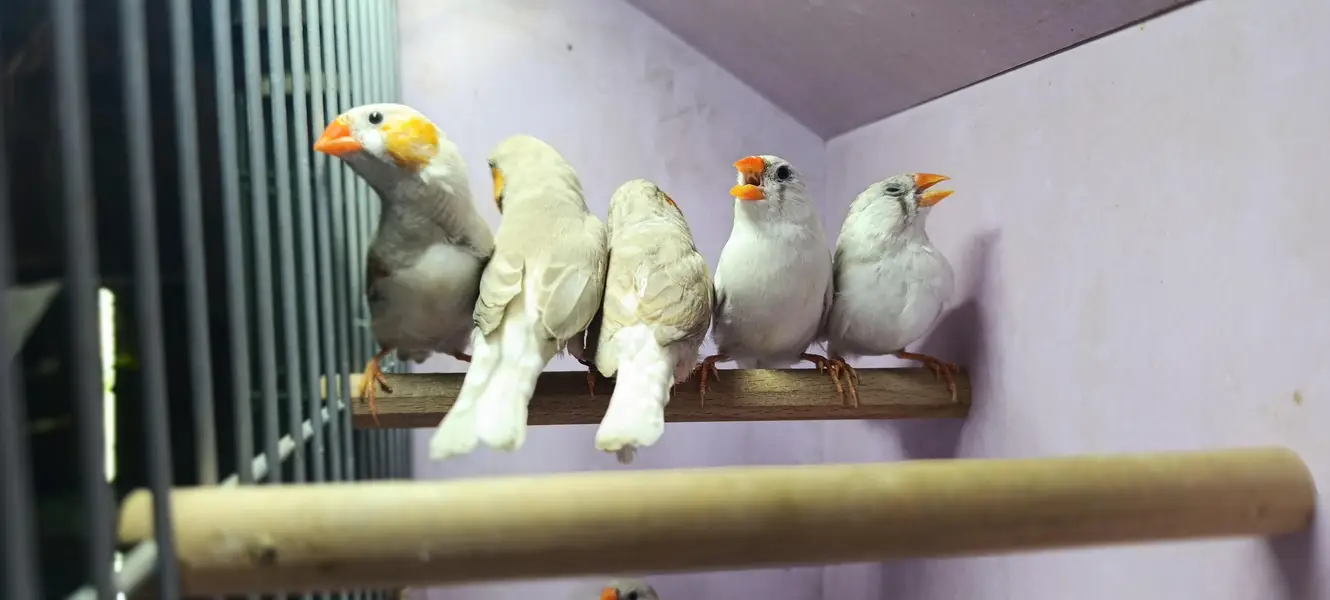 Zebra, Snow White Finch & Java Adult and Pathay  For Sale — photo 8
