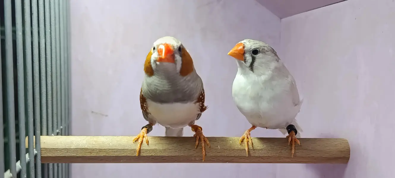 Zebra, Snow White Finch & Java Adult and Pathay  For Sale — photo 9