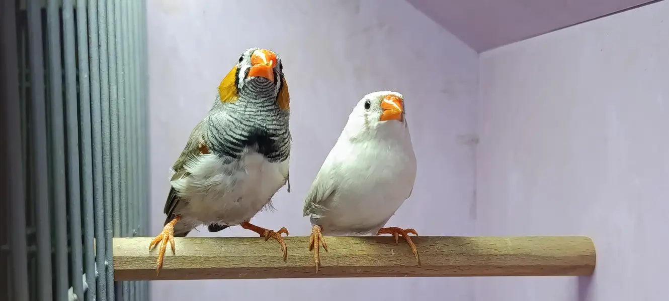 Zebra, Snow White Finch & Java Adult and Pathay  For Sale — photo 10