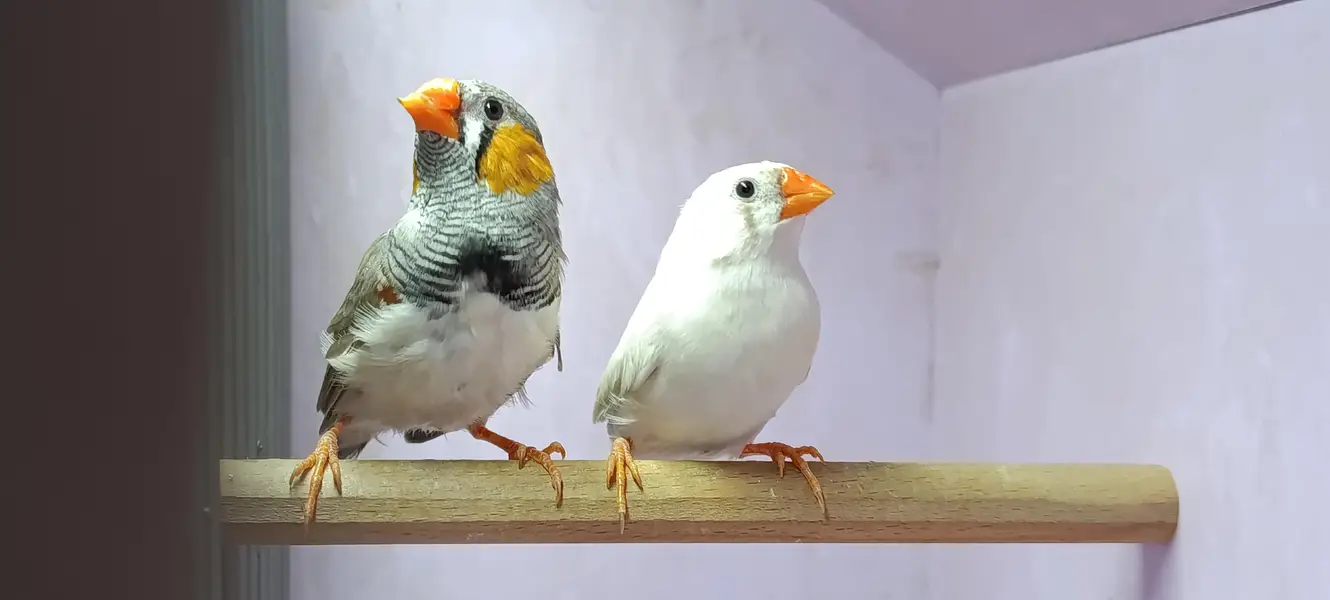 Zebra, Snow White Finch & Java Adult and Pathay  For Sale — photo 11