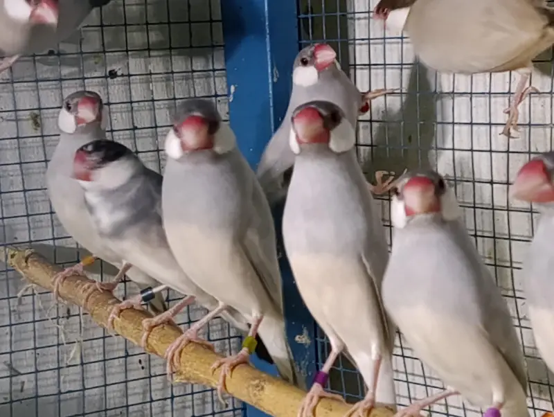 Zebra, Snow White Finch & Java Adult and Pathay  For Sale — photo 12