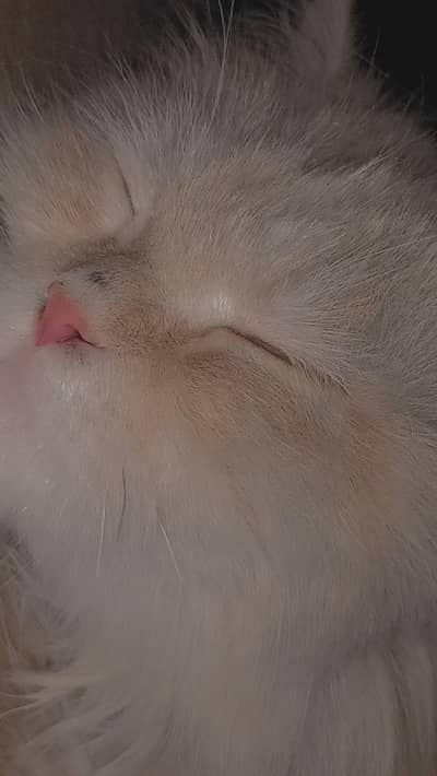 beautiful cat
