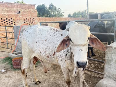 Bull sale for Eid
