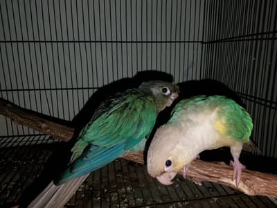 ALL CONURE PROPER HANDTHME ZERO BITE