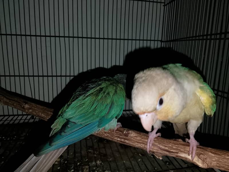 ALL CONURE PROPER HANDTHME ZERO BITE 1
