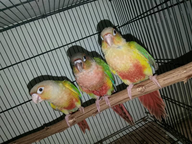 ALL CONURE PROPER HANDTHME ZERO BITE 2