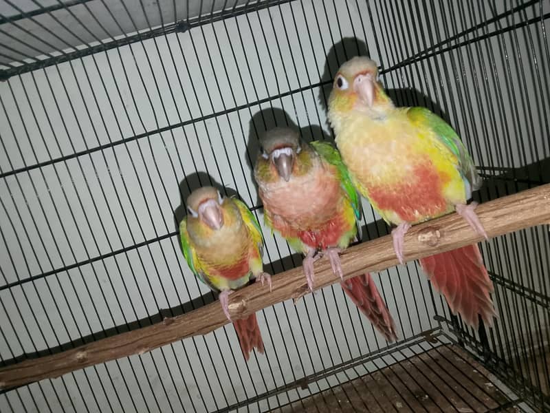ALL CONURE PROPER HANDTHME ZERO BITE 3