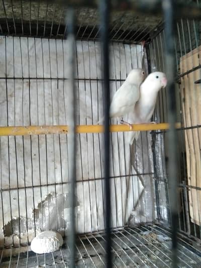 parrot