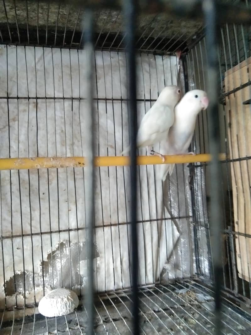 parrot 0