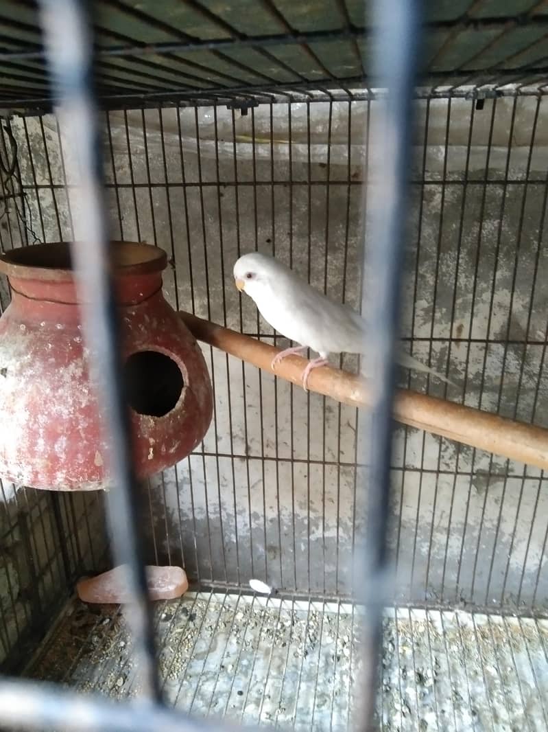 parrot 1
