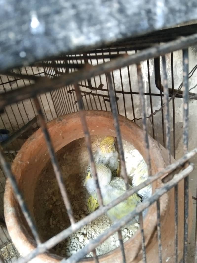 parrot 2