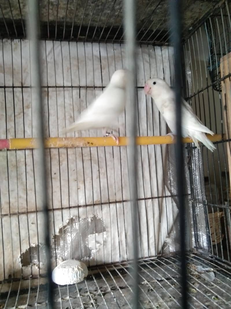 parrot 3