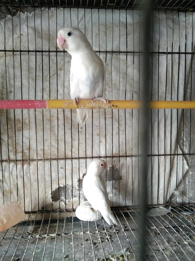 parrot 4