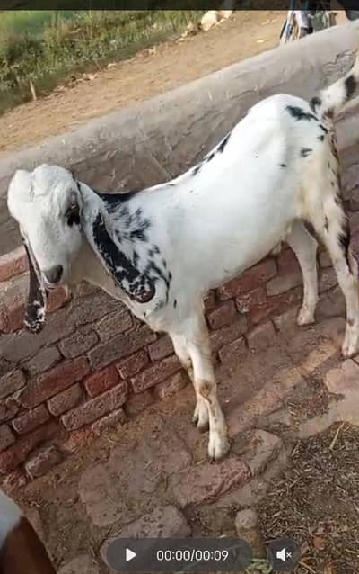 Goat for Qurbani
