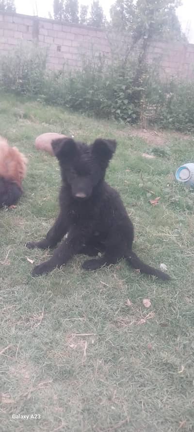 blake female for sale