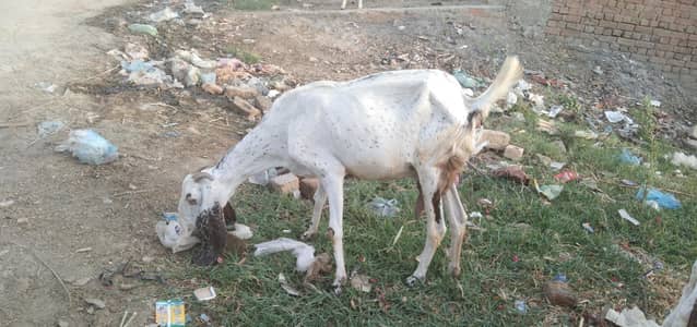 Bakra and Bakri with two kids  for sale in bhawalpur