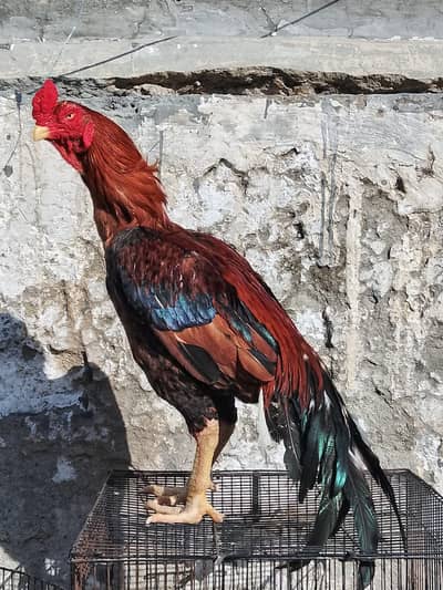High quality Breeder pair