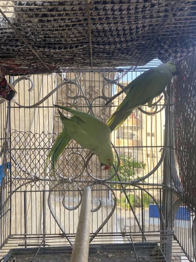 A Vision Ring Neck Pair with Breeding Box