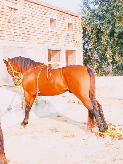Kumat colour our neza baz ghora chal baz ghora jis ko chaiye