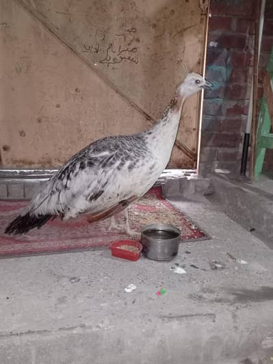 white peacock