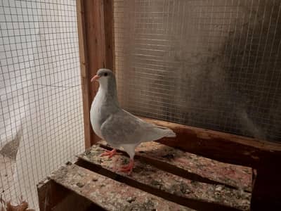 pigeons for sale