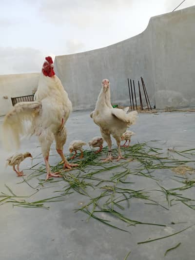 white Heera pair