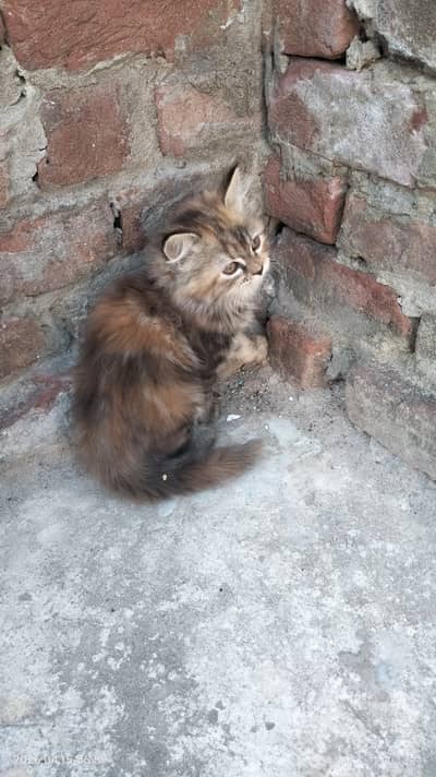 Persian Cat baby