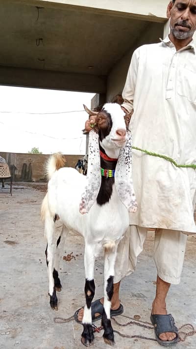 2 dant kassi bakre