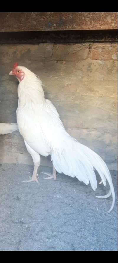 heera chicks
