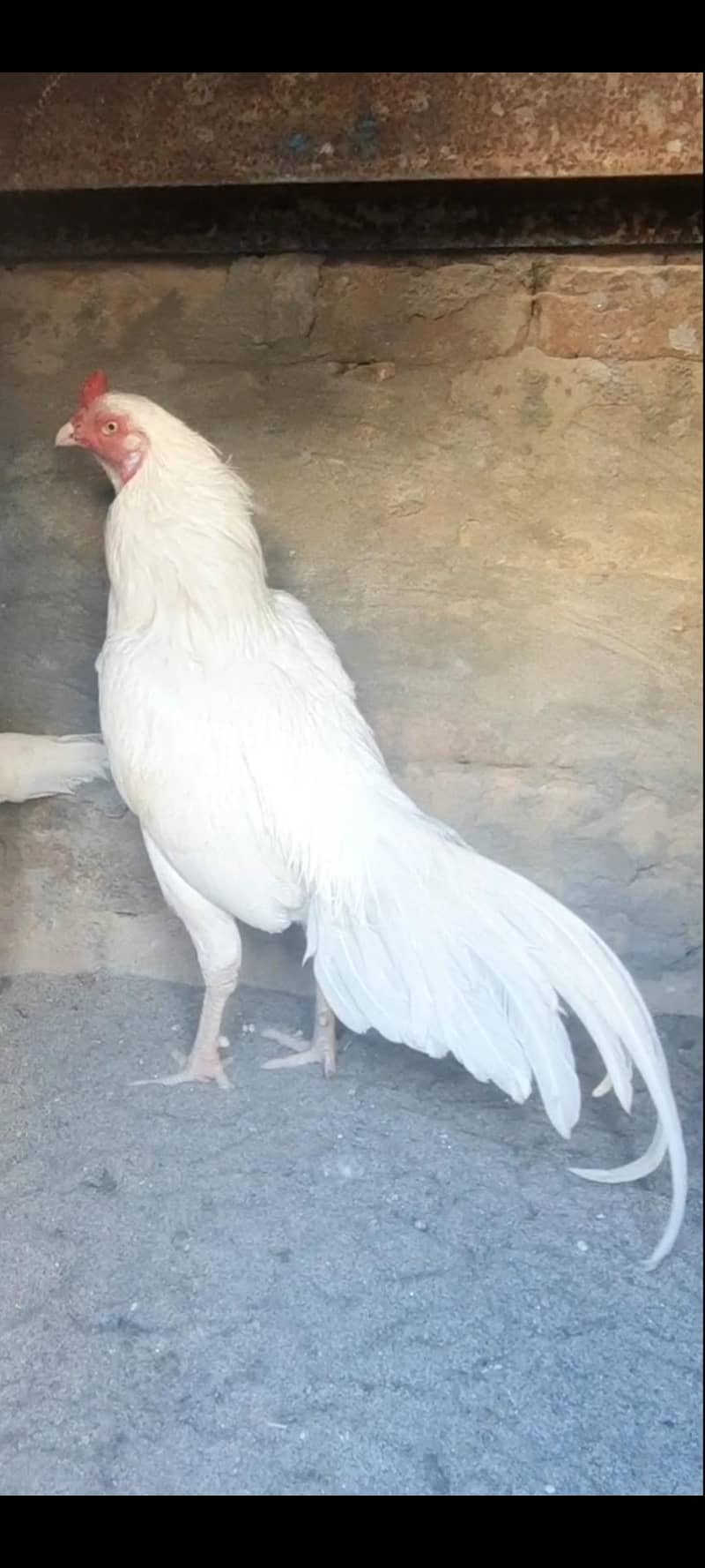heera chicks 0
