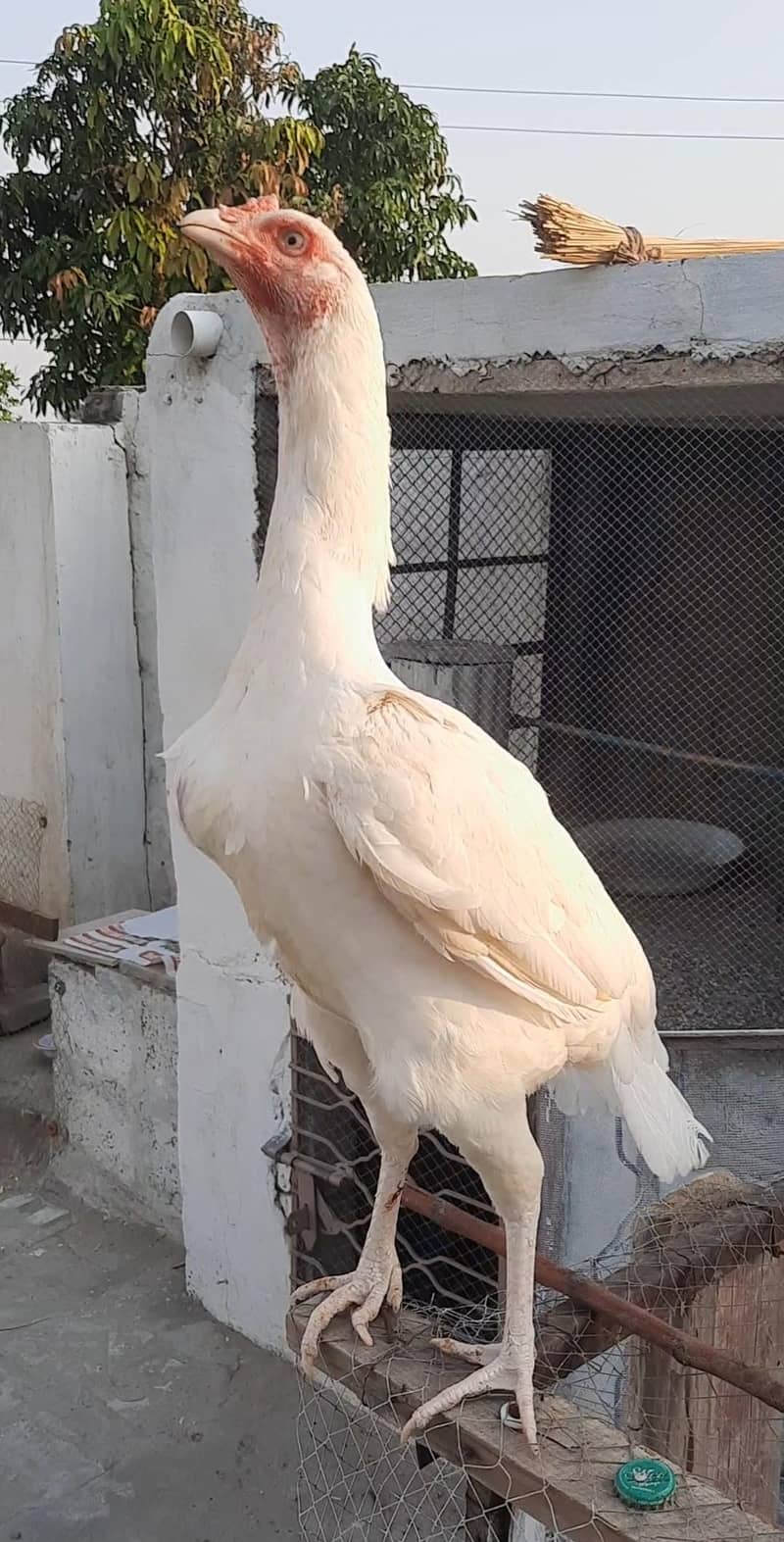 heera chicks 1