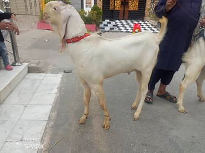 Andle Bakray For Sale