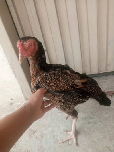 aseel murge old breed